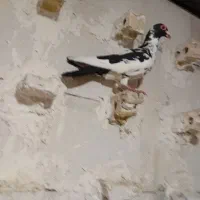 کله سرخ پلنگ سیاه