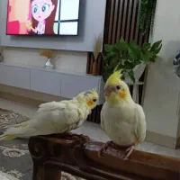 طوطی عروس هلندی با قیمت مناسب