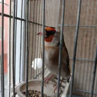 سهره دهن لر