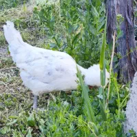 مرغ و خروس لهستانی