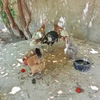 فروش مرغ و بوقلمون