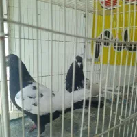 سینه سیاه نرقلدروکله سیاه درشت ماده