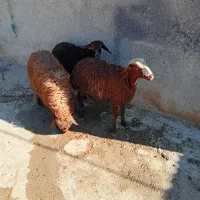 گوسفند