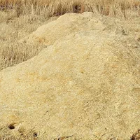 کاه گندم دیم