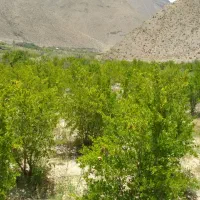 فروش باغ فقط 420میلیون