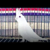 عروس هلندی طوطی مینا و...