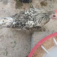 پرندگان
