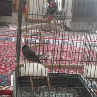 یک جفت مرغ مینا  با قفس لوازم