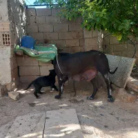 سگ ماده
