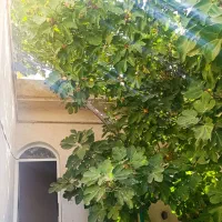 بلوار-نسر-شرقی-کوچه-6-شرقی-سمت-راست-اولین-کوچه