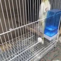 عروس هلندی ماده لوتینو