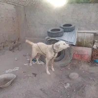 سگ خراسانی