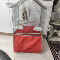 فروش قفس عروس هلندی