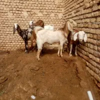 پنج راس بز دورگه پاکستانی شیراز فروشی