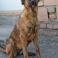 سگ  کوچوک