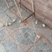 جوجه