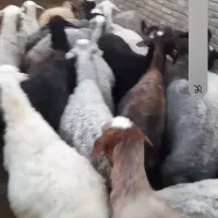 ۳۲ راس میش شال