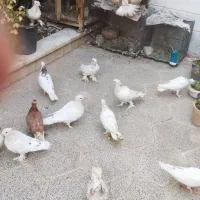 کبوتر کاکلی و پاپر پرشی خوشگل ۲۵۰