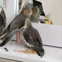 عروس هلندی
