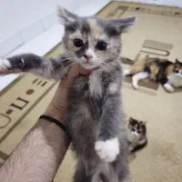 واگذاری رایگان بچه گربه