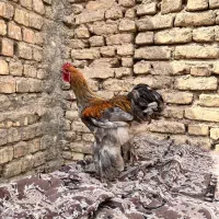 خروس برهما پاتریچ