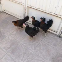 مرغ گلین عشایری
