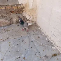 کبوتر|پرنده|فسا, |دیوار