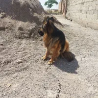 سگ ماده ژرمن شیپر کلاس A فی 25