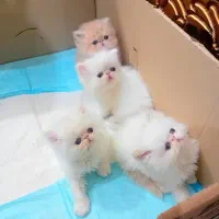 واگذاری گربه پرشین فلت