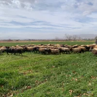 میش و بره فروشی