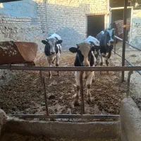 گاو، گوساله