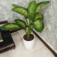 خدماتی نظافتی