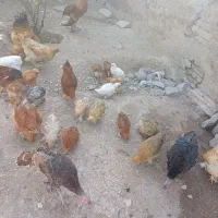 جوجه برهما طبیعی