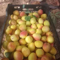 زردالو تفتان
