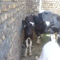 گوساله نر