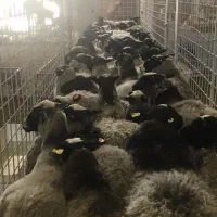 میش قوچ رومانوف رومانف