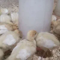 جوجه بوقلمون بیوتی۷روزه و جوجه مرغ گلپایگان۴روزه