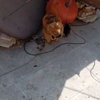 برهما  کلمبین پاتریچ و بوف