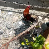 ۶عدد خروس ۳تا بزرگ ۱سال نیم ۳تا ۸ماهه