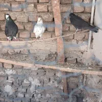 کبوتر جوجه