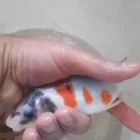 کوی سوپر باله ۶ عدد نژاددار