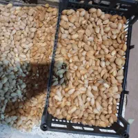 بادام درختی