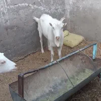 چبش  سانن