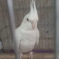 انواع مختلف عروس هلندی جوجه و بالغ
