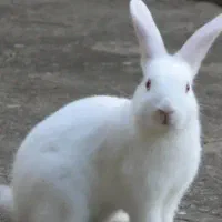 سه عدد خرگوش بالغ