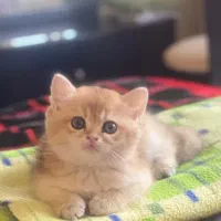 بچه گربه صورت گرد بریتیش