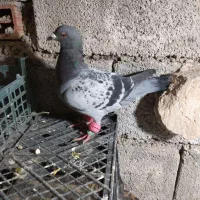سبز کبوتر کفتر پرشی