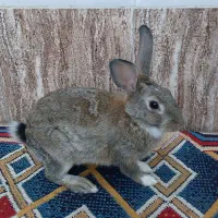خرگوش