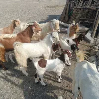 نری، چپش، وبزکهره دار