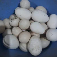 تخم سیکا اردک روسی